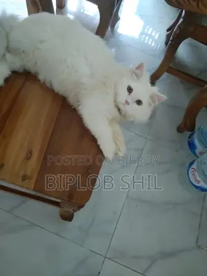 Persian Cat