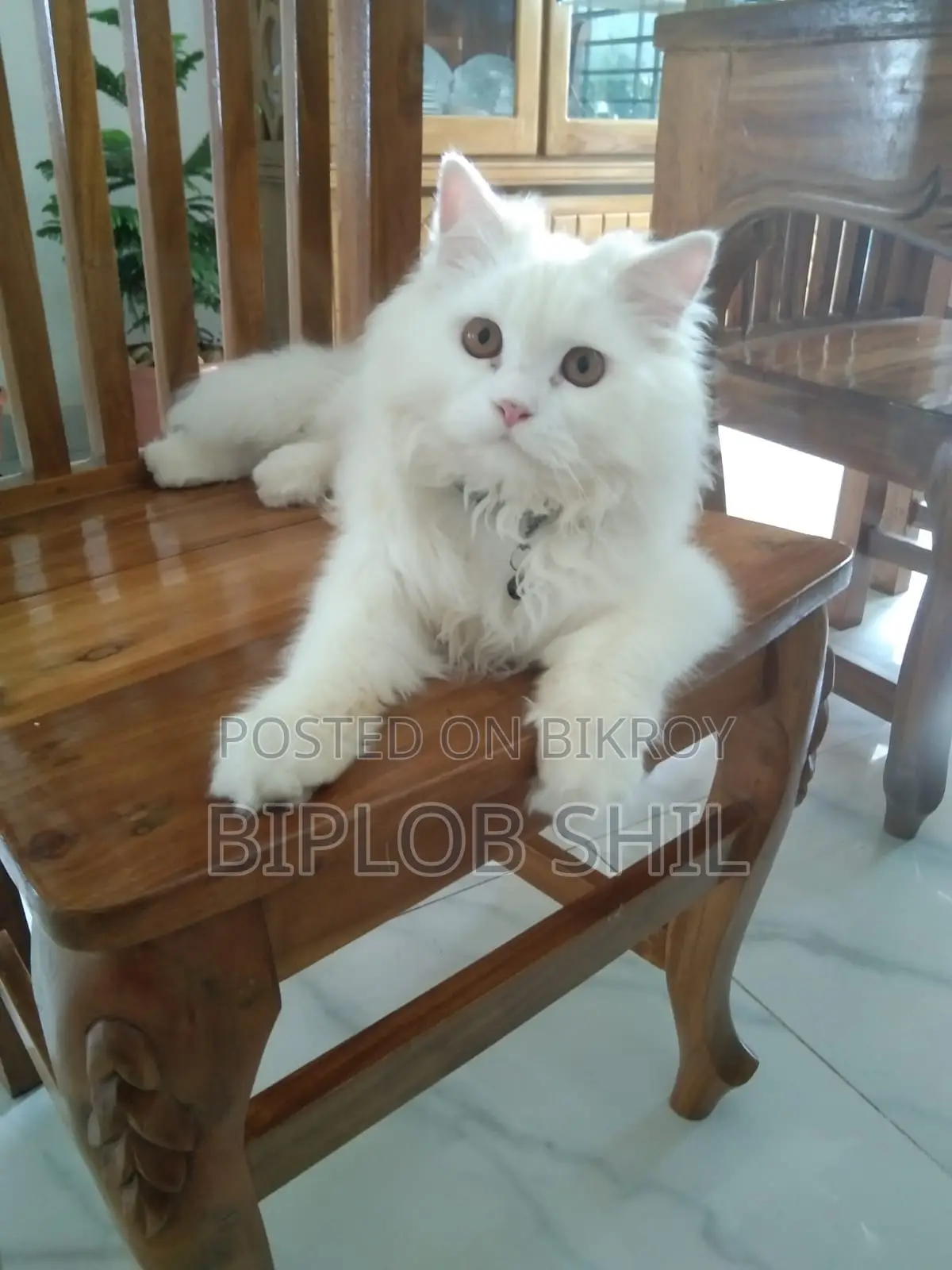 Persian Cat
