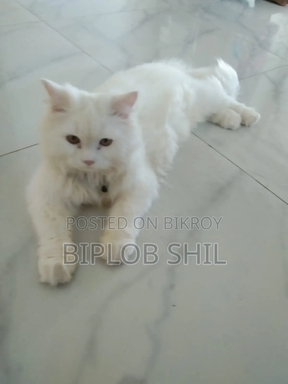 Persian Cat