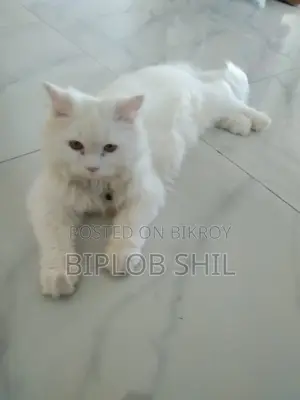 Persian Cat