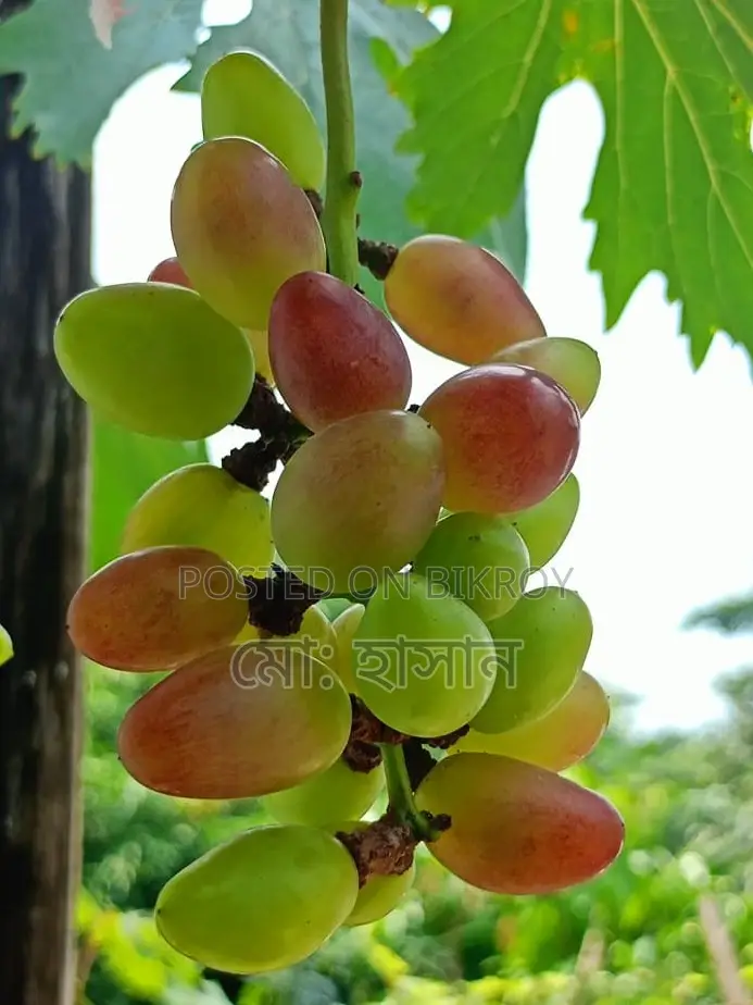 Foreign Sweet Grape Saplings