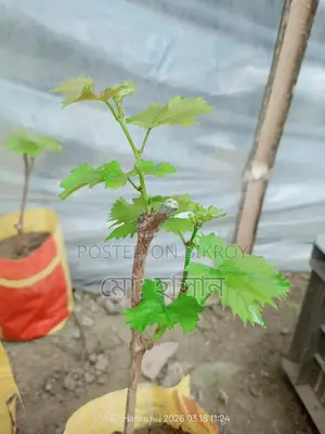 Foreign Sweet Grape Saplings