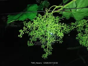 Foreign Sweet Grape Saplings