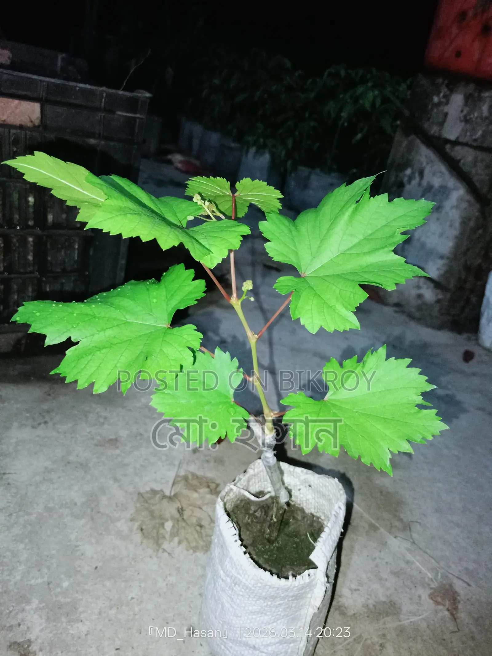 Foreign Sweet Grape Saplings