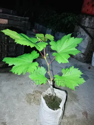 Foreign Sweet Grape Saplings