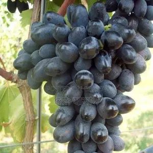 Foreign Sweet Grape Saplings