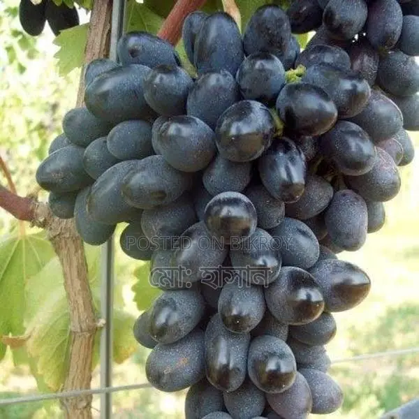 Foreign Sweet Grape Saplings