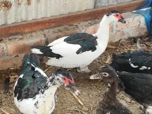 Raj ducks and China ducks of all ages for sale