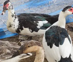Raj ducks and China ducks of all ages for sale