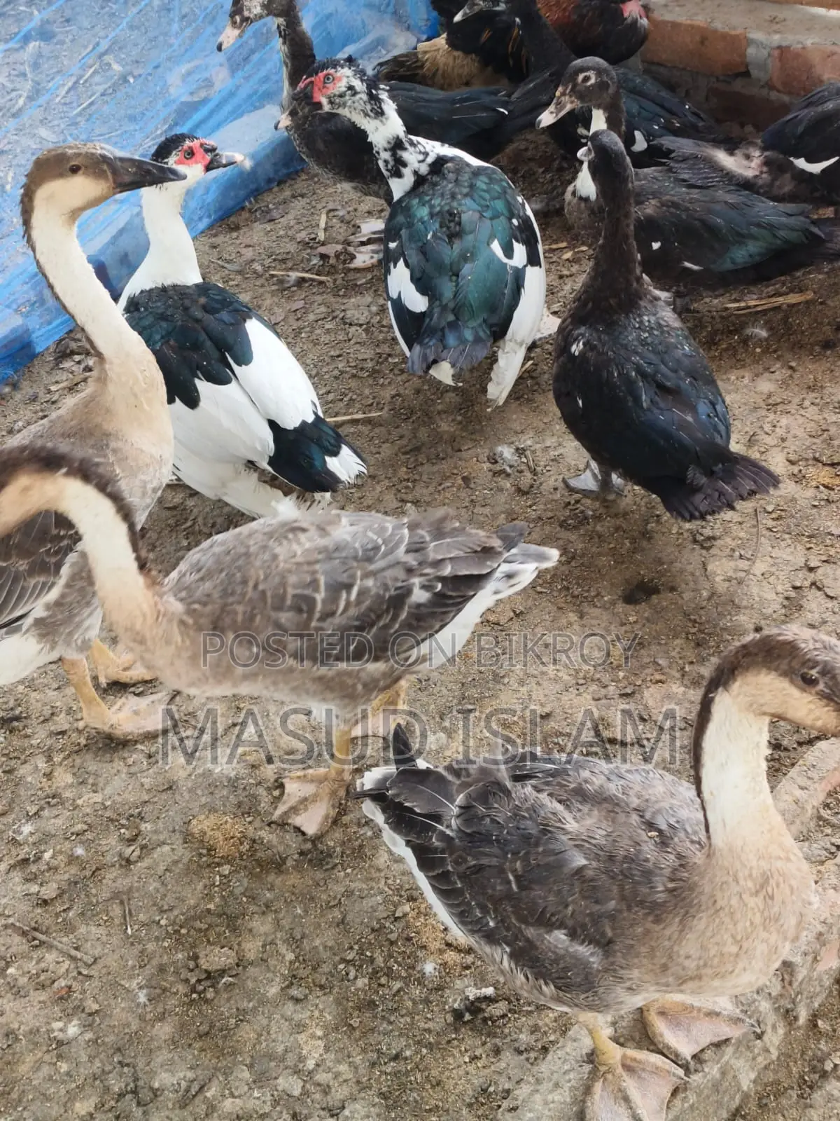 Raj ducks and China ducks of all ages for sale