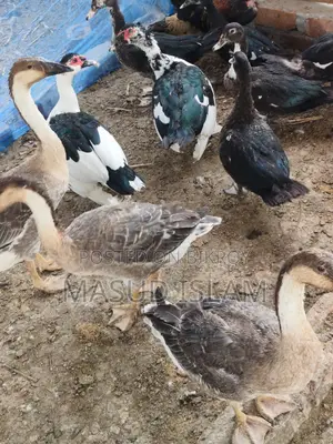 Raj ducks and China ducks of all ages for sale