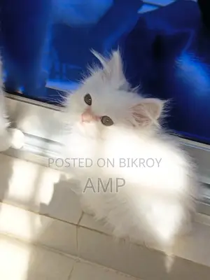 Doll face white Persian cat
