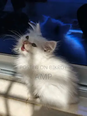 Doll face white Persian cat