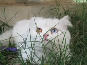 Rare Odd-eye Persian for sale