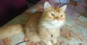 Healthy Persian Cat (Male) – Breeding Service