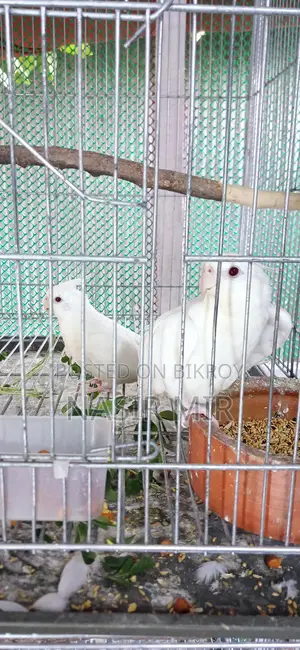 Running Albino Cockatiels for Sale
