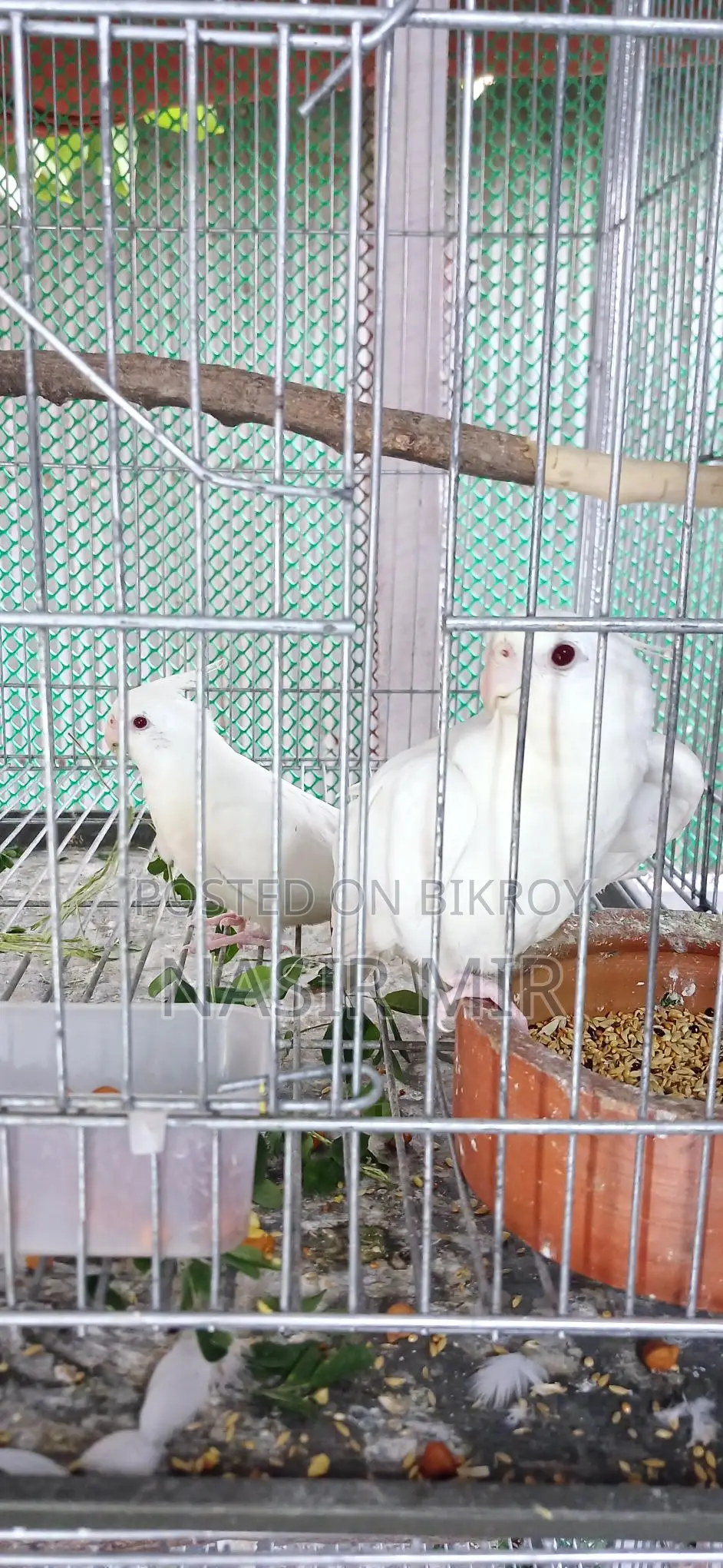 Running Albino Cockatiels for Sale