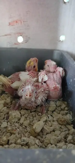 Running Albino Cockatiels for Sale