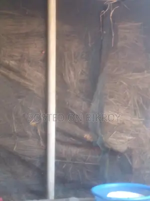 খুবই ভালো কুটে