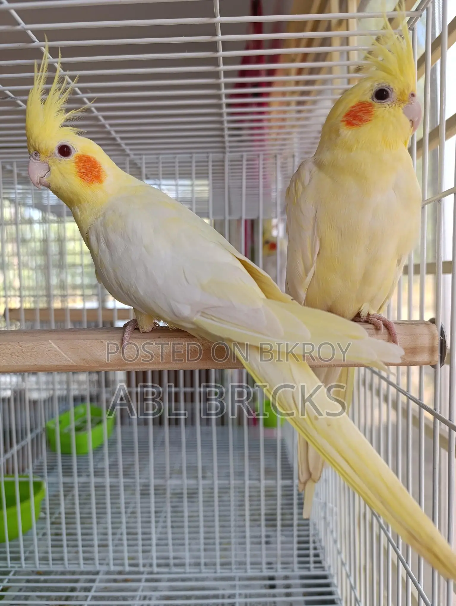 Lutino Cockatiel