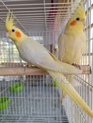 Lutino Cockatiel