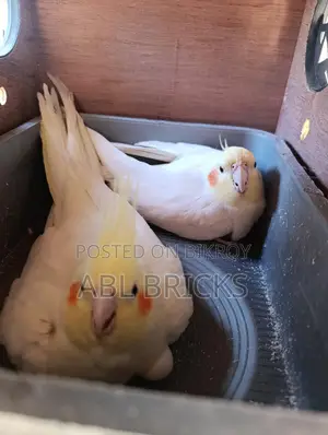 Lutino Cockatiel