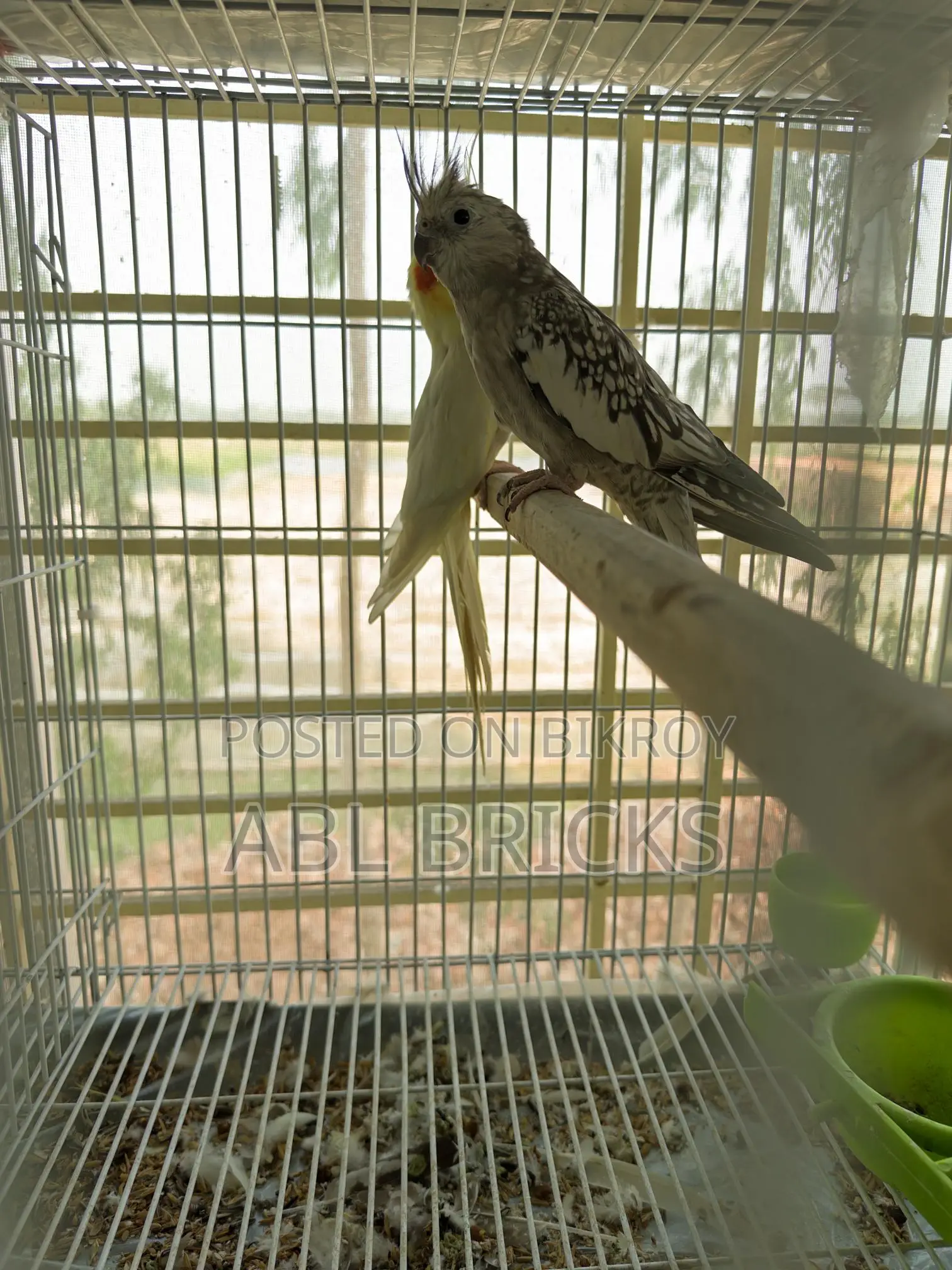 Lutino Cockatiel