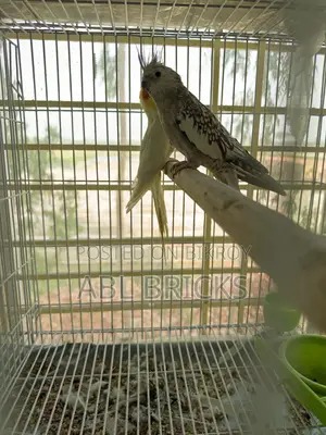 Lutino Cockatiel