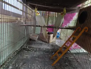 Lutino Cockatiel