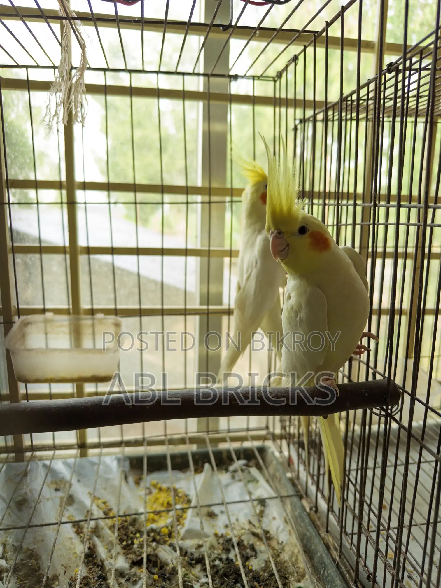 Lutino Cockatiel