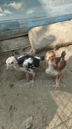 Surali Ducklings