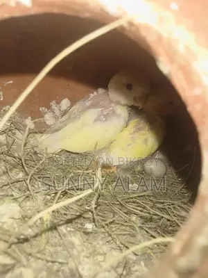 love bird