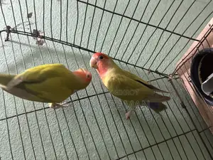 Lovebird