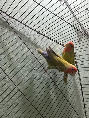 লাভ বার্ড
