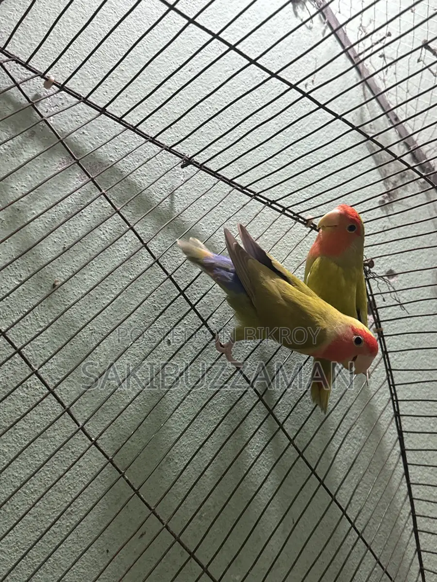 লাভ বার্ড