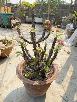 গাছটির নাম কাঁটামুকুট (Crown of Thorns)