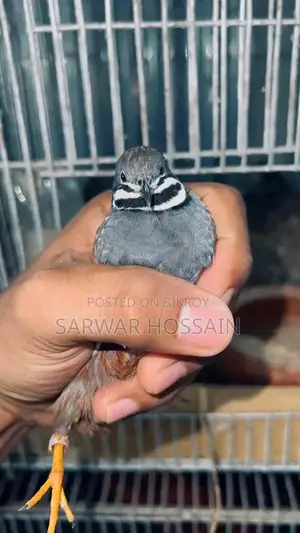 King Quail Running