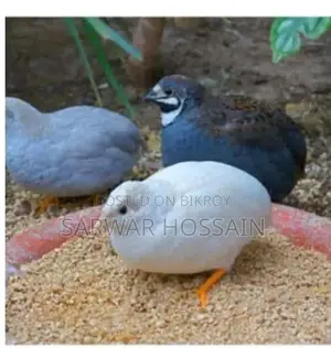 কিং কোয়েল রানিং
