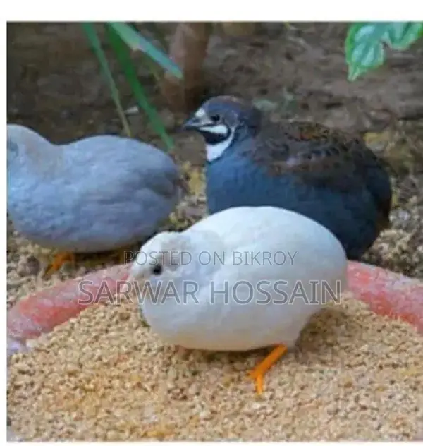 কিং কোয়েল রানিং
