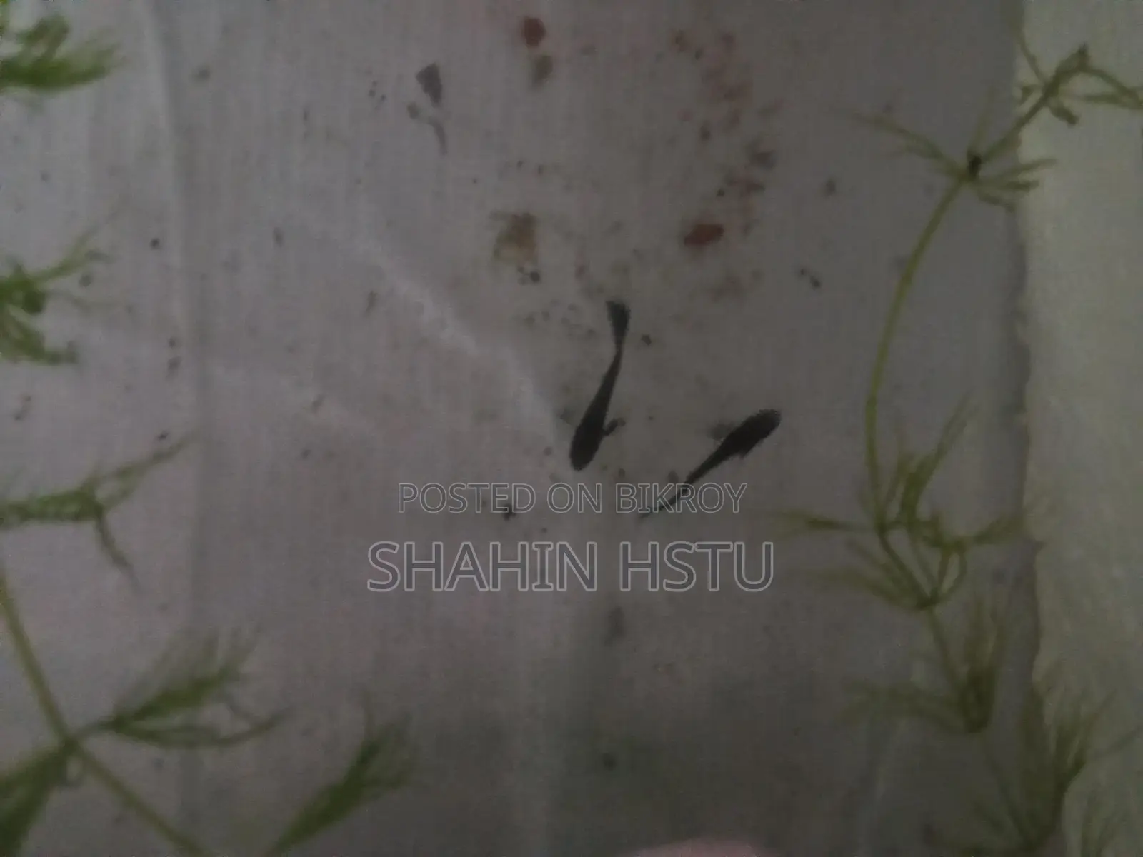 গাপ্পি জাতের ব্রিড পাইকারী ও খুচরা সেল