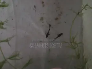 গাপ্পি জাতের ব্রিড পাইকারী ও খুচরা সেল