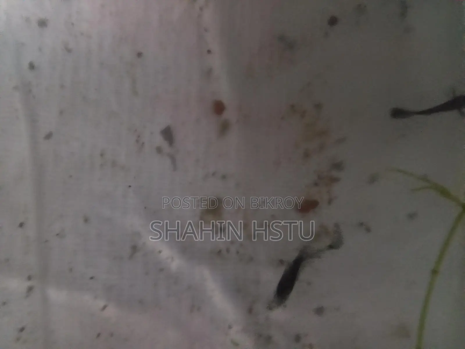 গাপ্পি জাতের ব্রিড পাইকারী ও খুচরা সেল