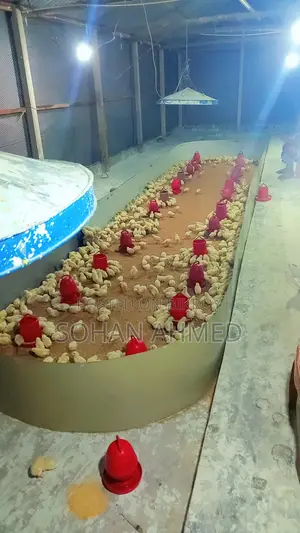লেয়ার মুরগী সাদা