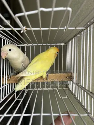 Lovebird for Sale