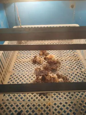 কোয়েল পাখির বাচ্চা