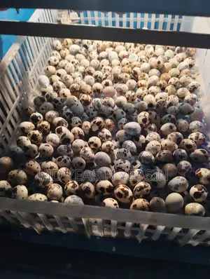 Quail Chicks