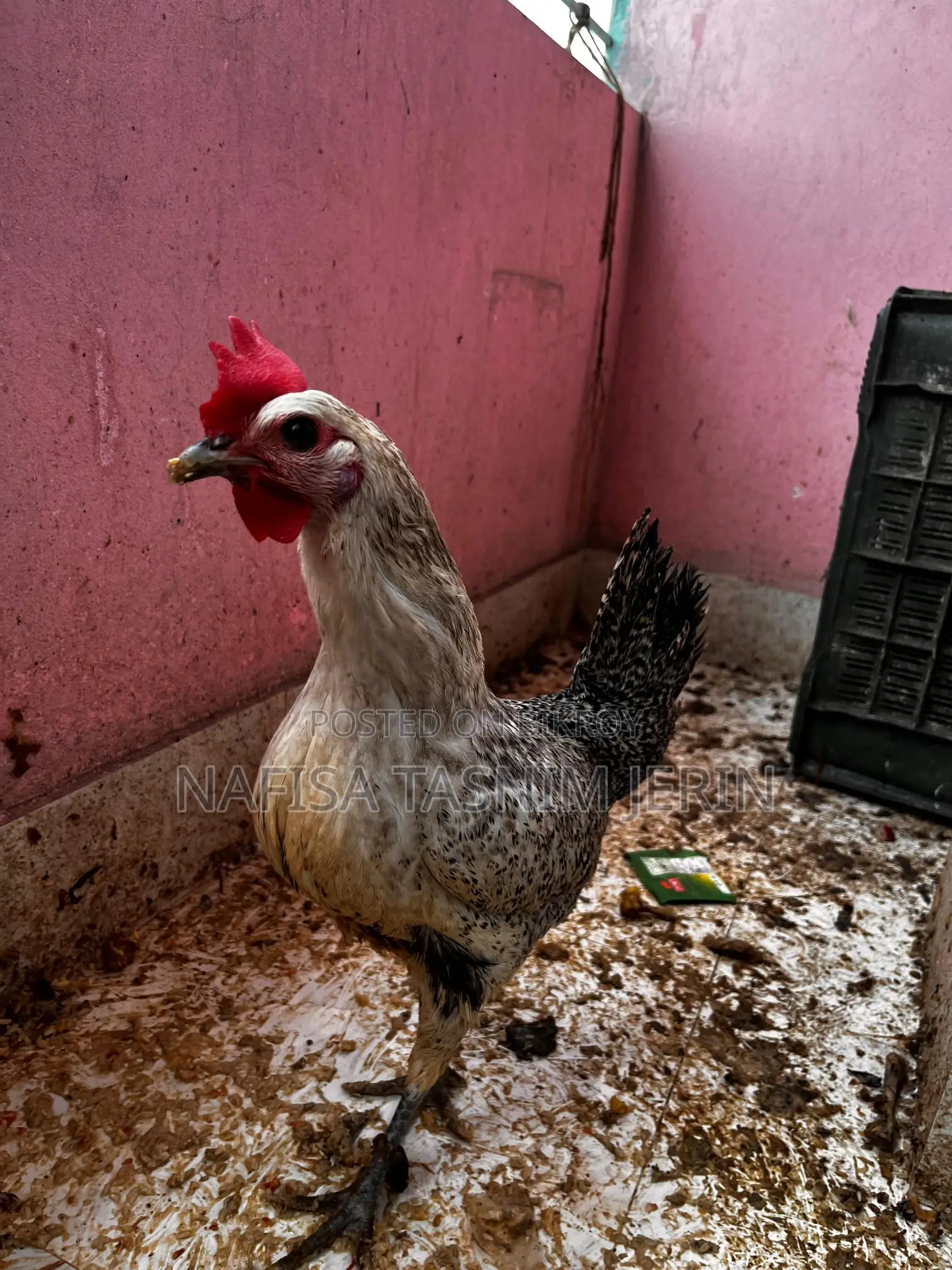 Home-raised Chicken