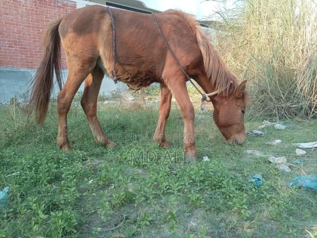 Pony Horse