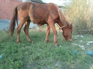 Pony Horse