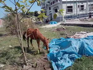 Pony Horse
